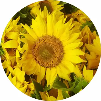 Кутията с резервна гума Sunflowers Всички налични размери-камера гръб по избор