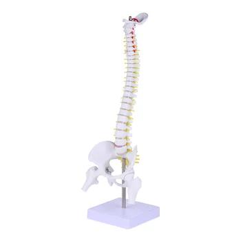 Модел на гръбначния стълб на човека Модел на опашната кост на таза в реален размер на Модела на гръбначния мозък за научен клас Изложбена показването на женските полови органи