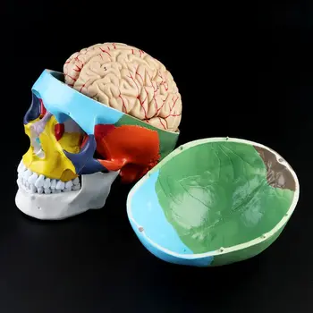 Цветна модел на главата на възрастен човек с виртуален скелет на черепа в мащаб 1: 1 с набор от медицински учебни пособия по анатомия на ствола на мозъка